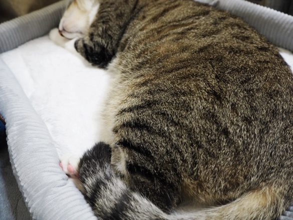 ダイソー猫グッズ