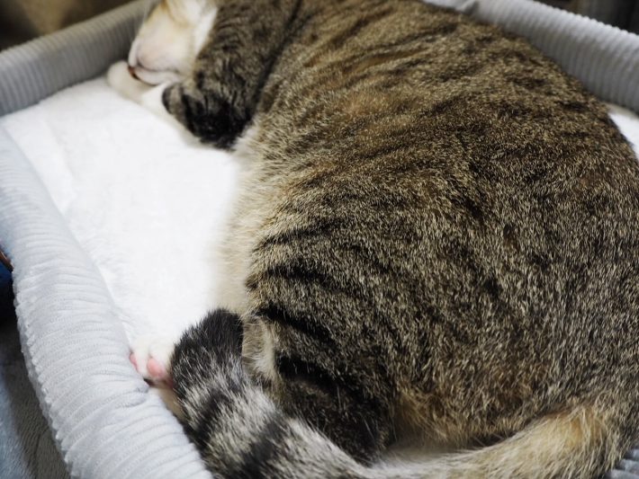 ダイソー猫グッズ