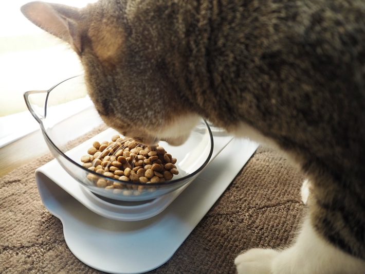 ダイソー猫グッズ