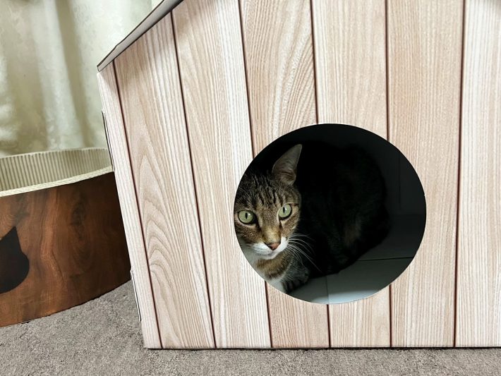 ダイソー猫グッズ