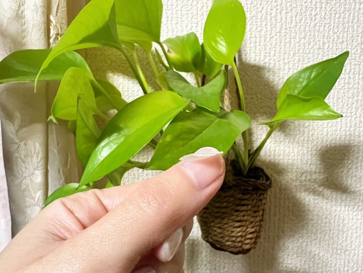 3coins_uvlednaillight_240117