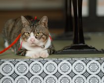 『光る君へ』（C）NHK