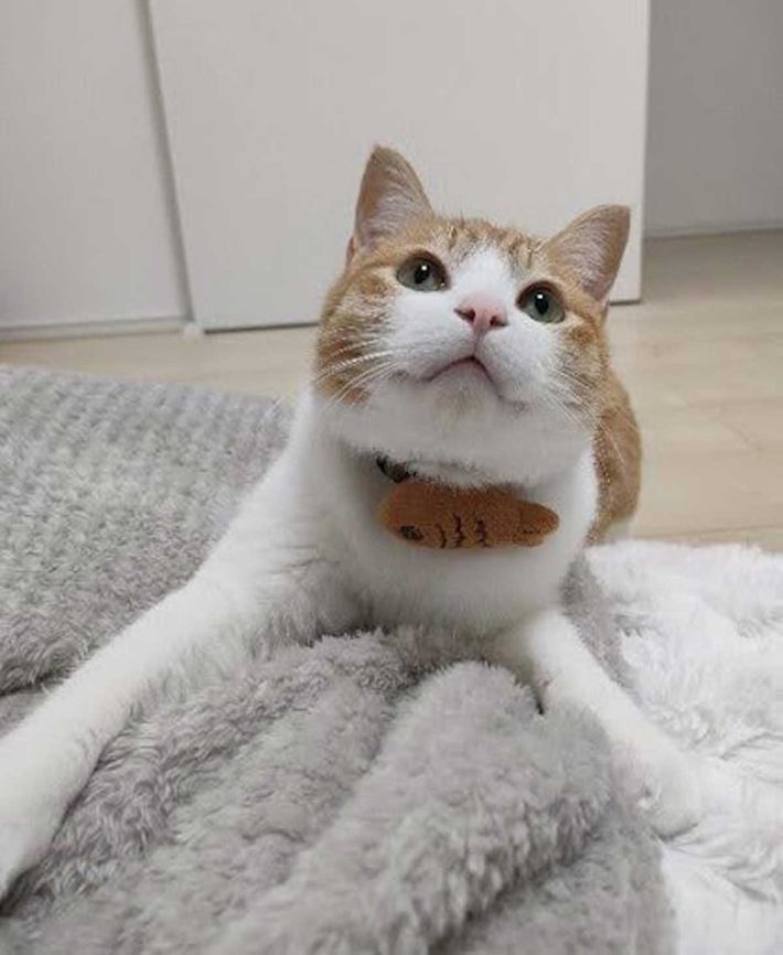 チョロすけくん