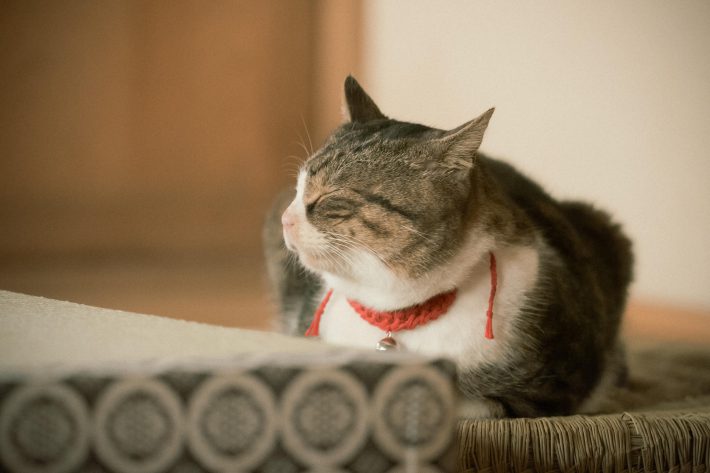 NHK『光る君へ』第12回