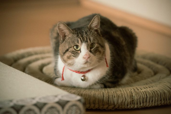 NHK『光る君へ』第12回