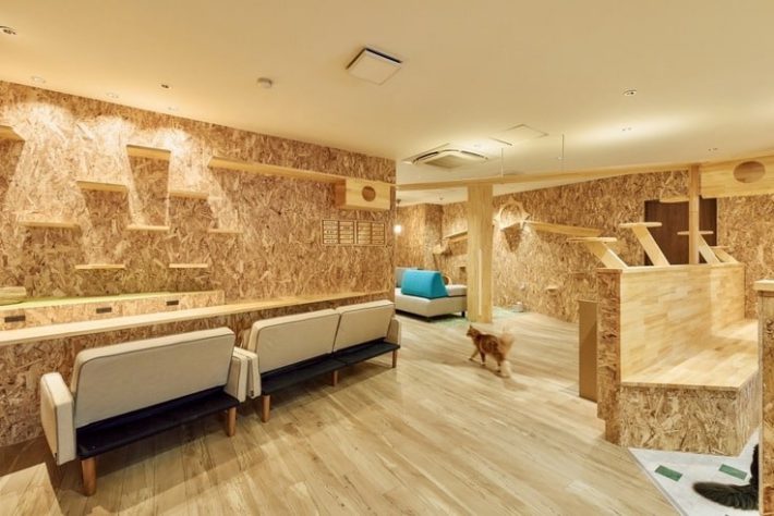 大阪府・天王寺にある「ねことカフェ」