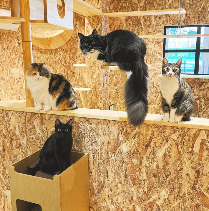 キャットウォーク