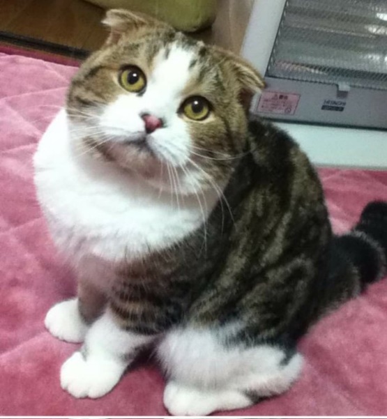 お姉さんの愛猫ちゃん