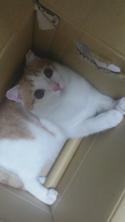 おうちに来た頃