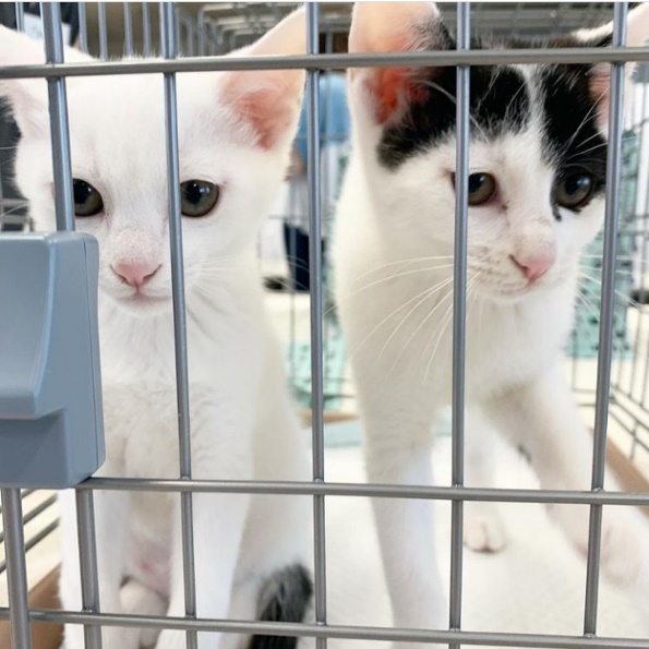 右：実のお兄ちゃん／左：わんわんくん