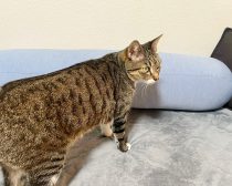 背当てにもなるひんやり抱きまくら