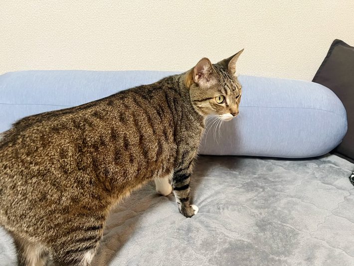 背当てにもなるひんやり抱きまくら