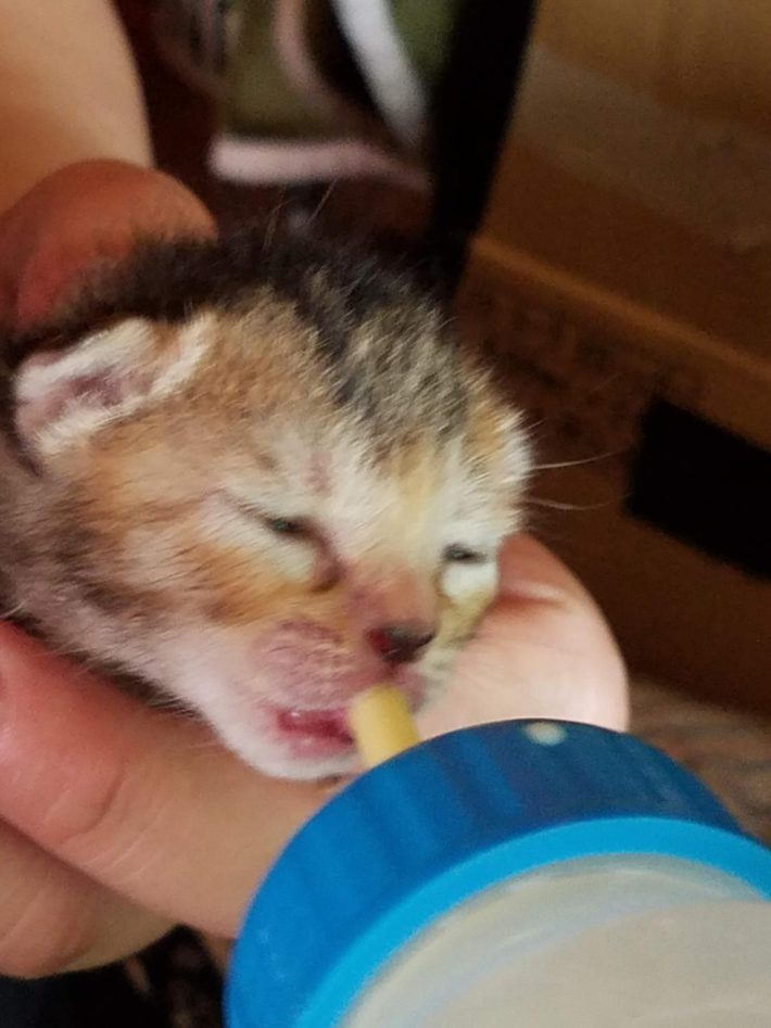 耳をぴくぴくさせながらミルクを飲むネコ