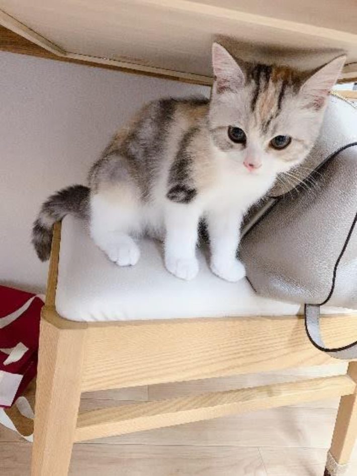 シャロンちゃん