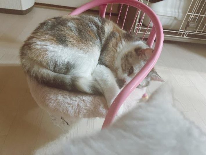 シャロンちゃん