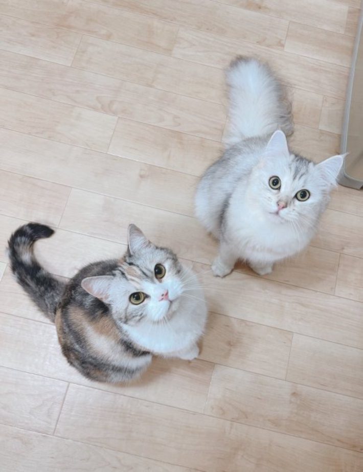 シャロンちゃん