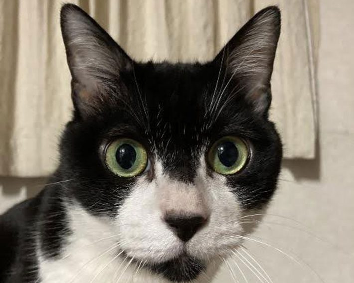 タイショーくん