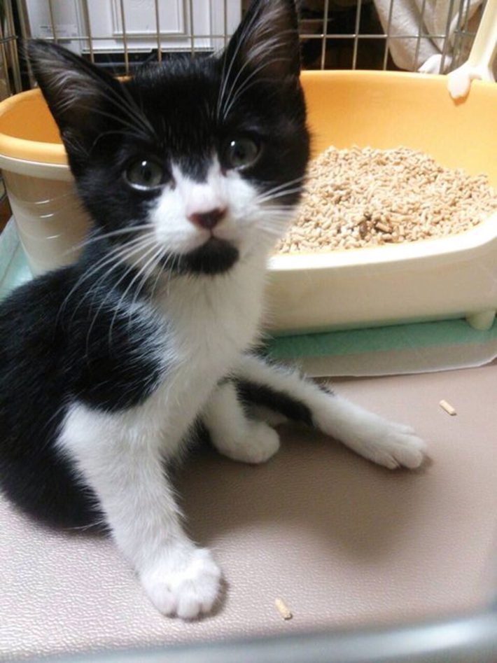 タイショーくん