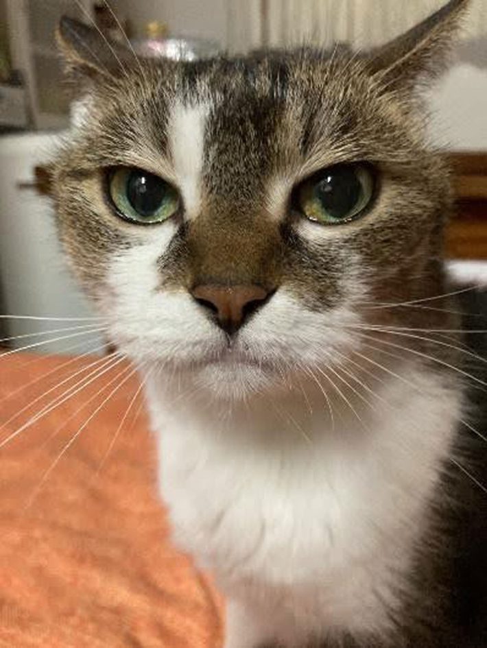 タイショーくん