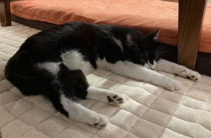 タイショーくん