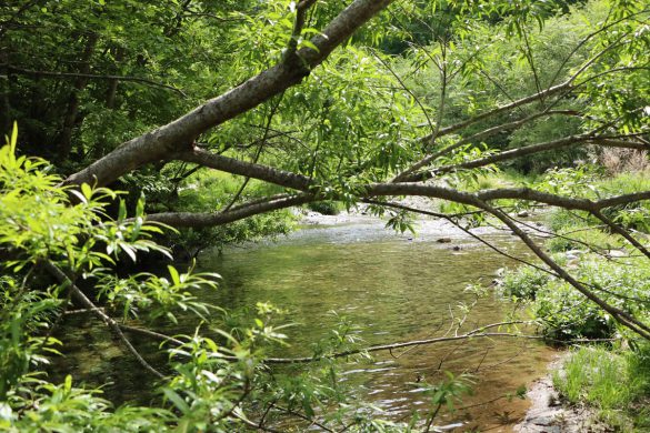 キャンプでオナラ