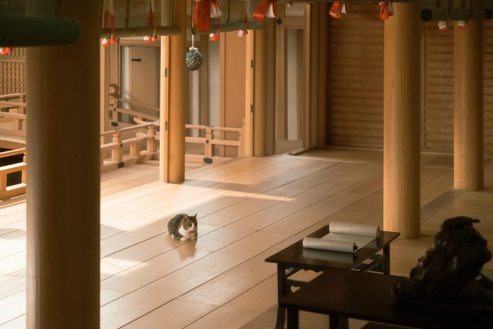 NHK『光る君へ』第19回