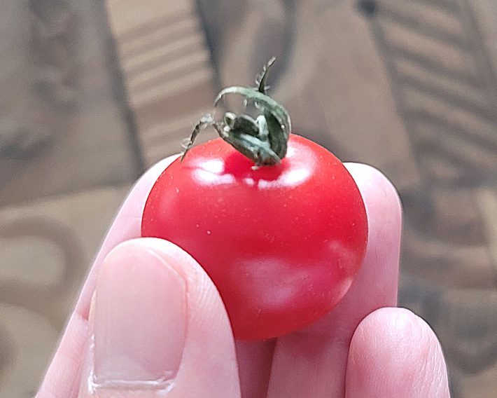 ミニトマト