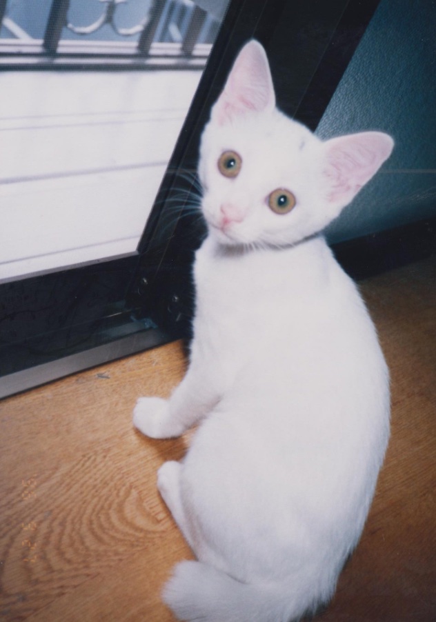 飼い主さんのお兄さんによって保護された、へちまちゃん。保護から2か月後の愛くるしい姿