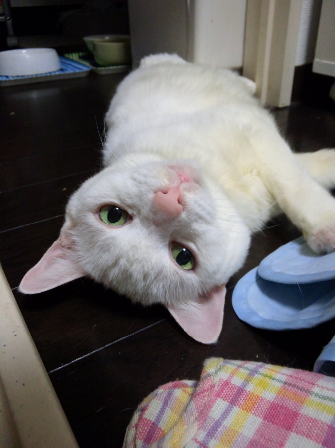 16歳の頃のへちまちゃん