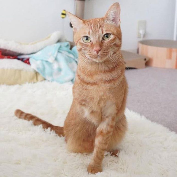 にゃんちゅーくん