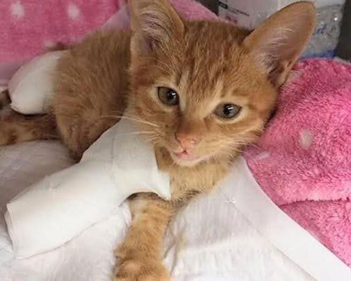 にゃんちゅーくん