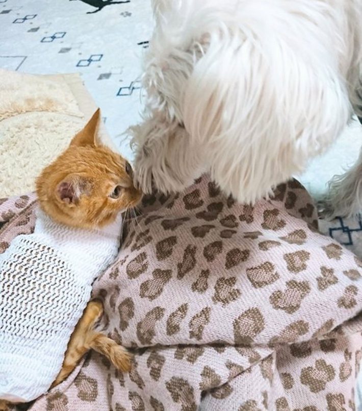 にゃんちゅーくん