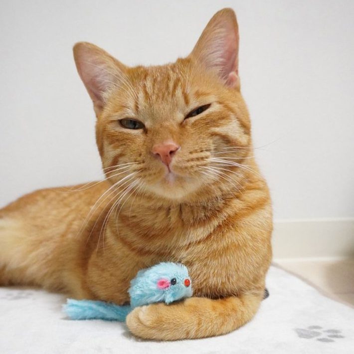 にゃんちゅーくん