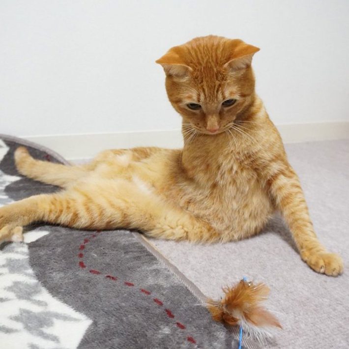 にゃんちゅーくん