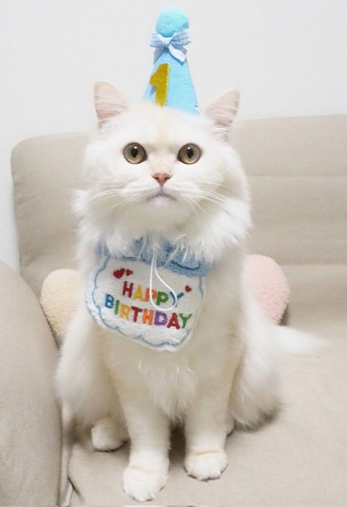 れんにゅーくん