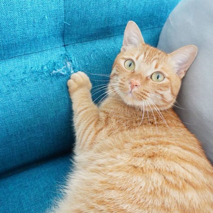 にゃんちゅーくん