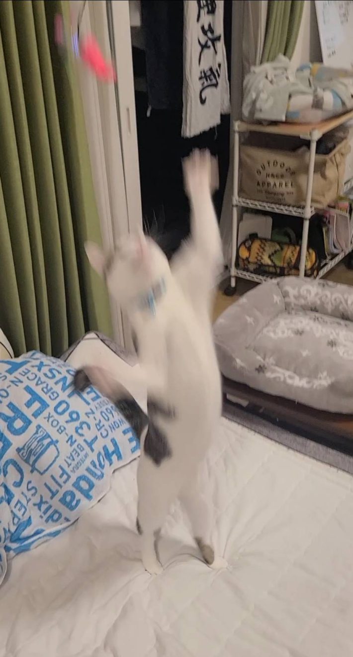 Cat Toy Stick おもちゃスティック（ねこ用）