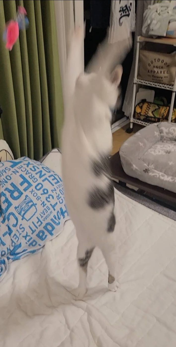 Cat Toy Stick おもちゃスティック（ねこ用）