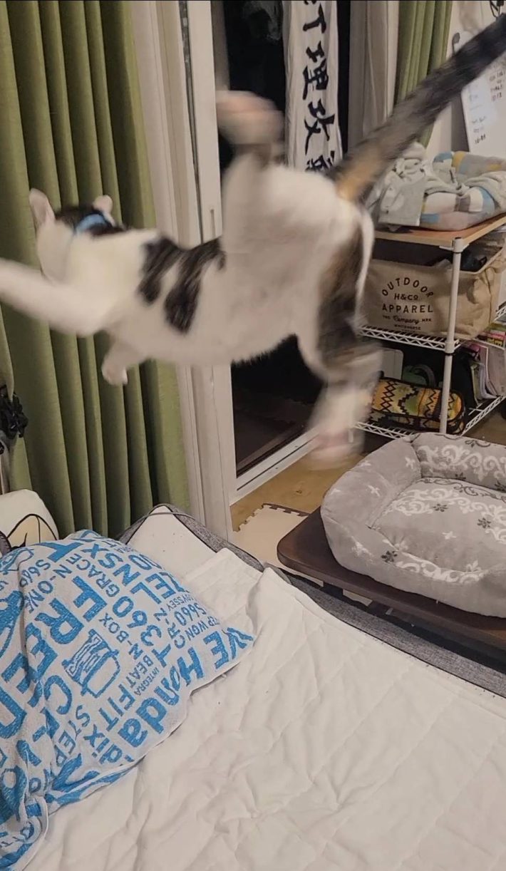 Cat Toy Stick おもちゃスティック（ねこ用）