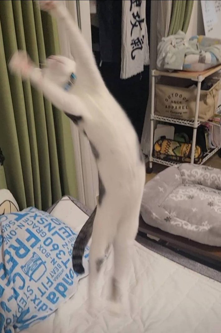 Cat Toy Stick おもちゃスティック（ねこ用）