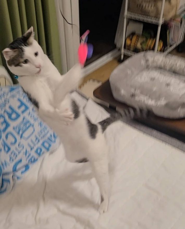 Cat Toy Stick おもちゃスティック（ねこ用）