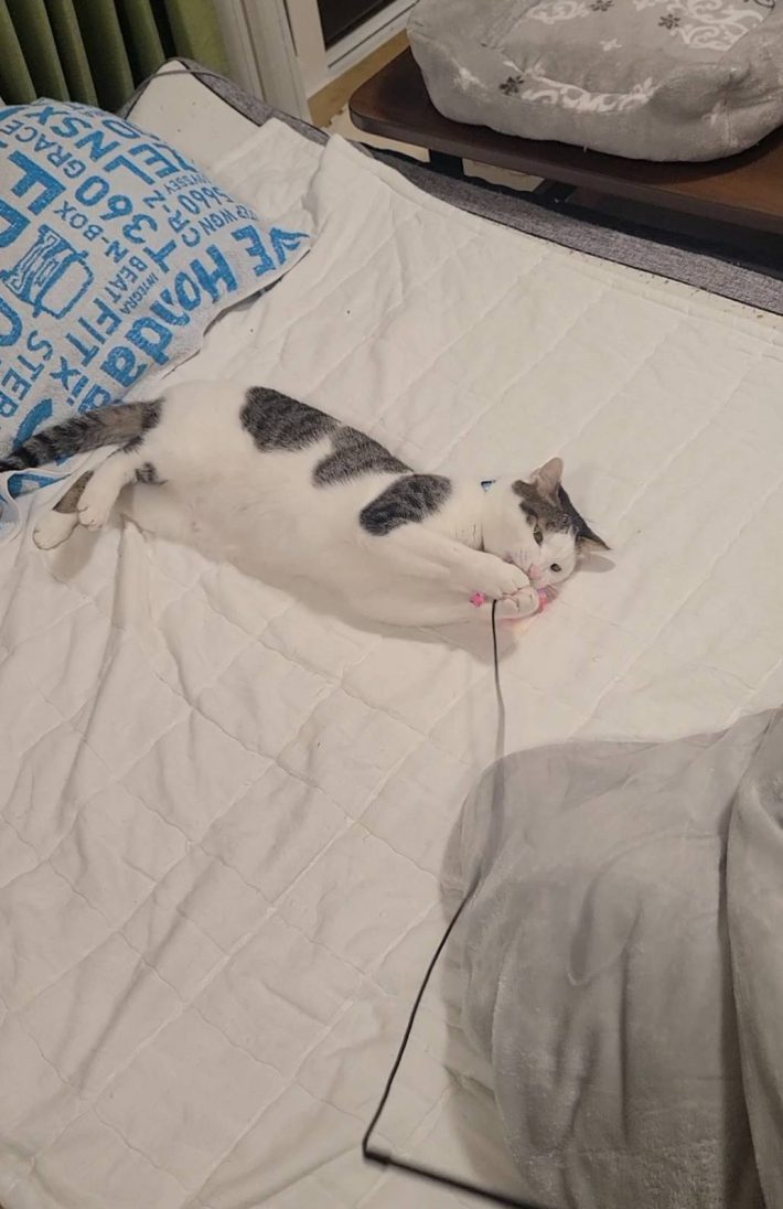 Cat Toy Stick おもちゃスティック（ねこ用）