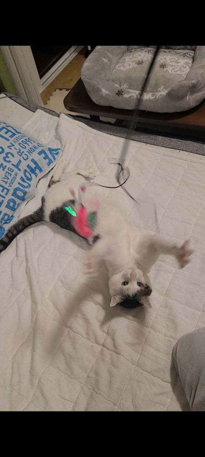 Cat Toy Stick おもちゃスティック（ねこ用）