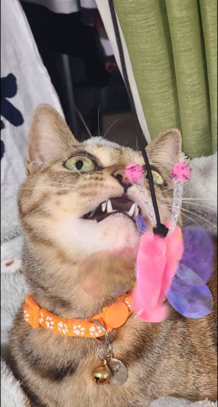 Cat Toy Stick おもちゃスティック（ねこ用）