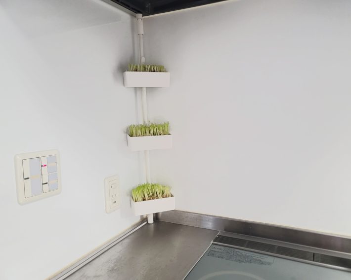 豆苗の再生栽培