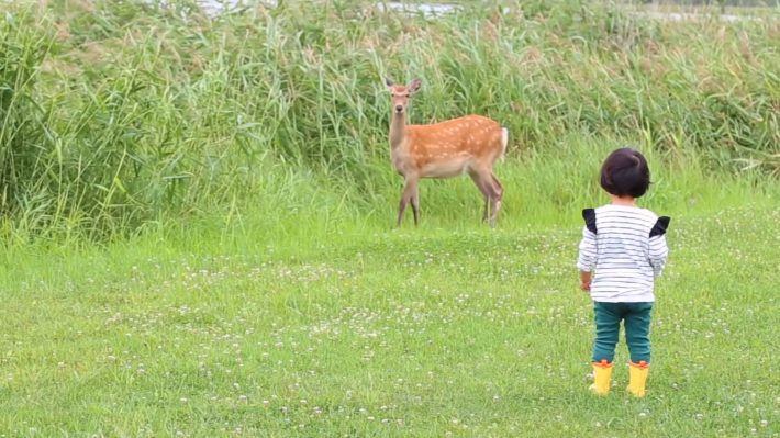 鹿に遭遇