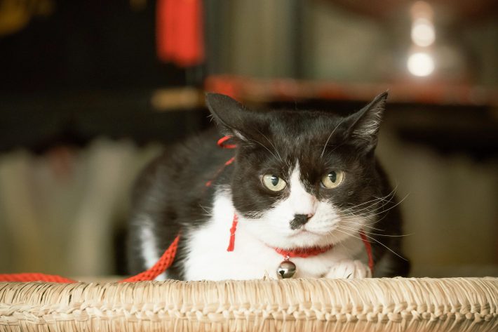 NHK『光る君へ』第37回