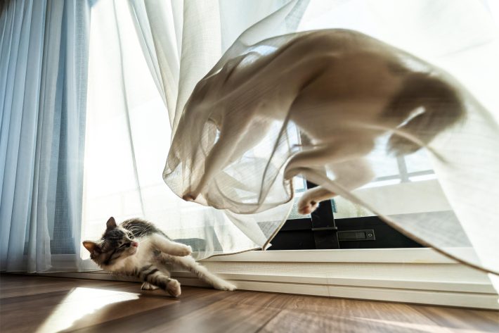 襲撃!?　いや、“狩り遊び”です