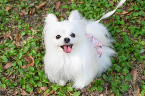 かわいーぬちゃん