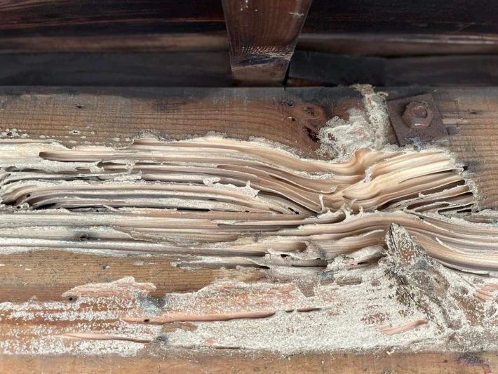 シロアリ被害が発覚……